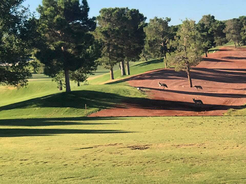 Sun City Summerlin golf course